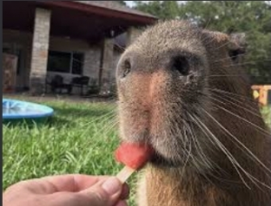 Screenshot20220414 122616googlejpg — Capybara option 59