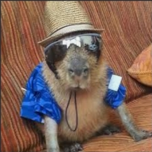 Screenshot20220414 122653googlejpg — Capybara option 60