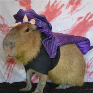 Screenshot20220414 122728googlejpg — Capybara option 61