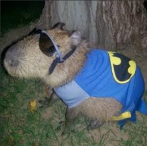 Screenshot20220414 123101googlejpg — Capybara option 63