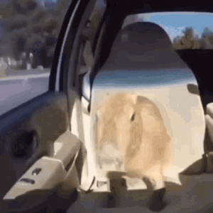 Unknown 1gif — Capybara option 64