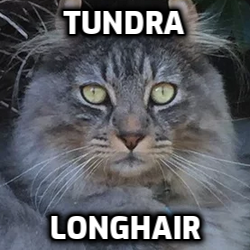 Cat Breed Tier List Community Rankings TierMaker