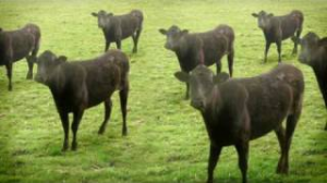 Cows And Cows And Cowsjpg — Cyriak Videos option 8