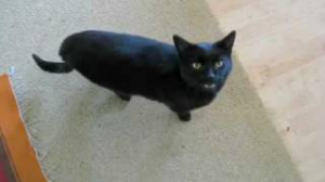 Meow Mixjpg — Cyriak Videos option 14