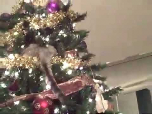Kitteninachristmastreejpg — Every Single Main Line SML Video option 506