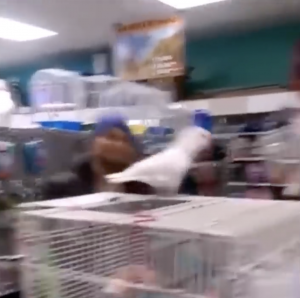 Screen Shot 2020 03 01 At 45240 Pmpng — every vine ever option 32