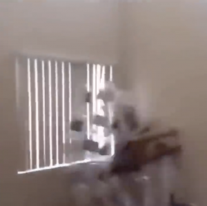 Zz1583102251screen Shot 2020 03 01 At 45722 Pmpng — every vine ever option 172