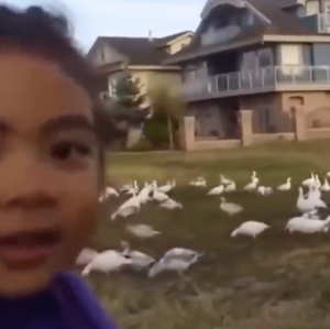 Zz1583102557screen Shot 2020 03 01 At 45615 Pmpng — every vine ever option 278