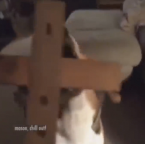 Zz1583103160screen Shot 2020 03 01 At 44733 Pmpng — every vine ever option 485
