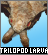 Icontrilopod Larvapng — EXTENSIVE Godzilla, Toho, and Monsterverse Kaiju option 178