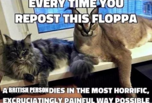 Img4457jpg — Floppa Friday :) option 1