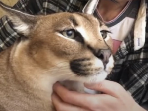 Imge4617jpg — Floppa Friday :) option 19