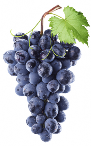 Zz1567452207uvagjpg — Fruit tier list option 44