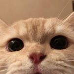 1074014437422334265536999139567301132188166njpg — Fx community Esp option 49