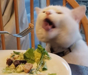 3 585x500png — Gatos comiendo option 3