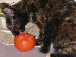9k 1png — Gatos comiendo option 4