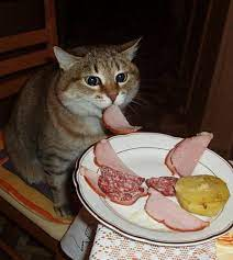 9kpng — Gatos comiendo option 5