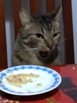F184245afff5043b12171e761b5f37cd001683aer1 1536 2048v2hqjpg — Gatos comiendo option 6