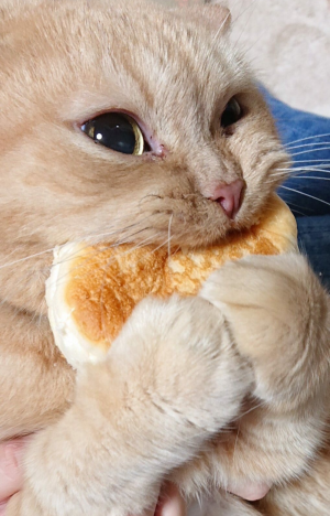 F894ea829bb2ecf9486025c31a7decd4png — Gatos comiendo option 7