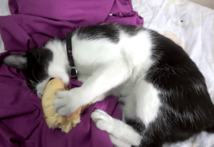 Gato Y El Pan Min 1png — Gatos comiendo option 9