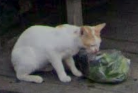 Giatiipng — Gatos comiendo option 10