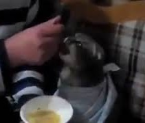 Mqdefaultjpg — Gatos comiendo option 11