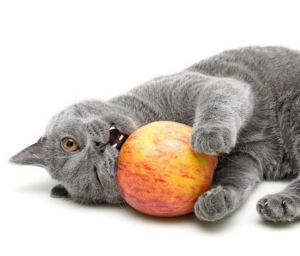 Que Frutas Puede Comer Un Gato 1280x720jpg — Gatos comiendo option 12