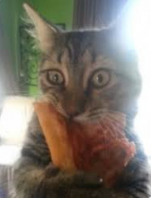 Screenshot20210530 010606googlejpg — Gatos comiendo option 14