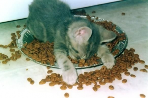 Zz1622513389cattiredeatjpg — Gatos comiendo option 23