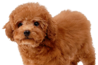 Zz1606961299333png — Global Smash Roster (Top 500) option 333