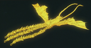 Kingghidorah Anigojicontinuity Infoboxjpg — Godzilla Monsters option 45