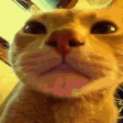 3x 60gif — Gucio emotki option 77