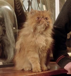 660ad07c4f70b368987568a3aec2ae66jpg — Harry Potter & Fantastic Beasts Characters option 7