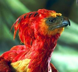 72aa842cfc6164a393d2f92f3a09fba7jpg — Harry Potter & Fantastic Beasts Characters option 9