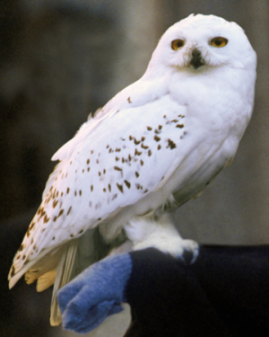 Hedwigsnowyowlpmpng — Harry Potter & Fantastic Beasts Characters option 55