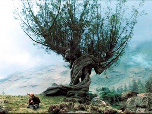8420e785279c61198483c7b7dacb5aa0jpg — Harry Potter Creatures Ranked option 6