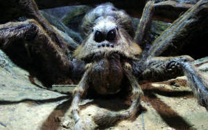 Arajpg — Harry Potter Creatures Ranked option 9