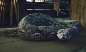 Nagini Snake 615x372jpg — Harry Potter Creatures Ranked option 27