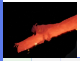 Screenshot 2021 07 29 42839 Pmpng — Kaiju Universe (for roblox) (PVP ranking) option 27