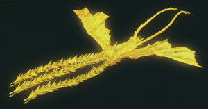 660px Animeghidorahrender1png — King Ghidorah option 2
