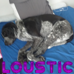 Lousticpng — La Tierlist LGDC option 26