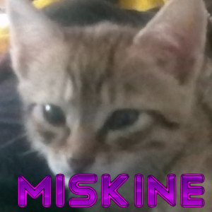 Miskinepng — La Tierlist LGDC option 31