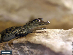 Bb Crocojpg — Les bébés animaux option 1