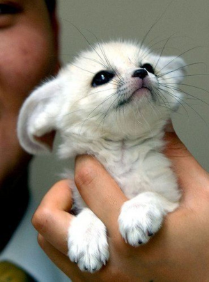 Bb Fennecjpg — Les bébés animaux option 2