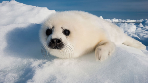 Bb Phoquejpg — Les bébés animaux option 7
