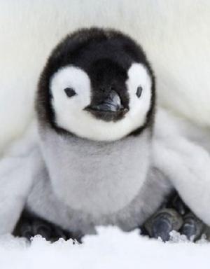 Bb Pinguoinjpg — Les bébés animaux option 8