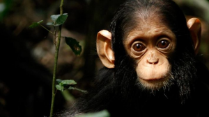 Bb Singejpg — Les bébés animaux option 10