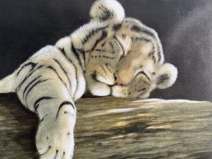 Bb Tigre Blancjpg — Les bébés animaux option 11