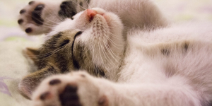 Chatonjpeg — Les bébés animaux option 15
