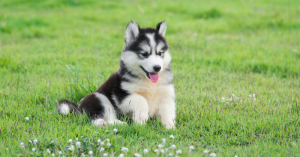 Chienjpg — Les bébés animaux option 16